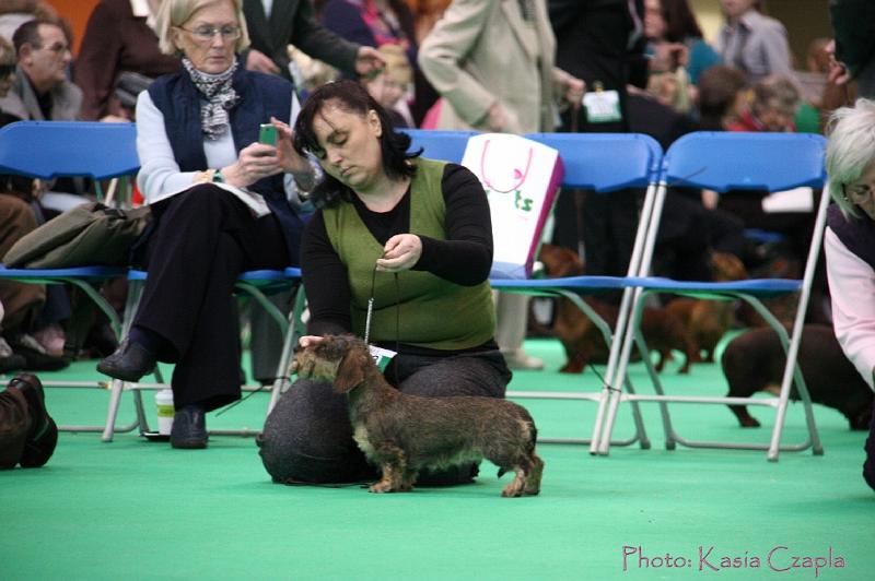 Crufts2011_2 980.jpg